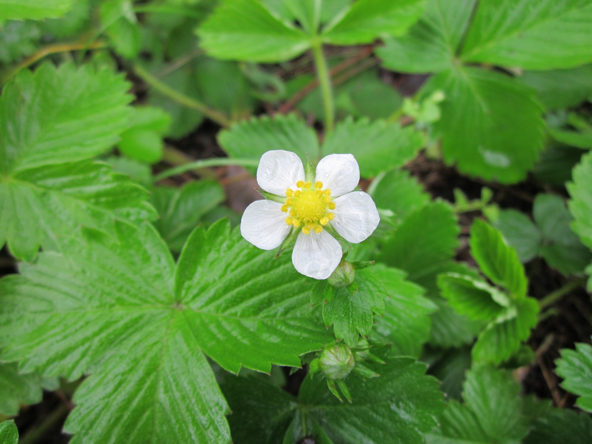 fragaria-vesca-846522.jpg